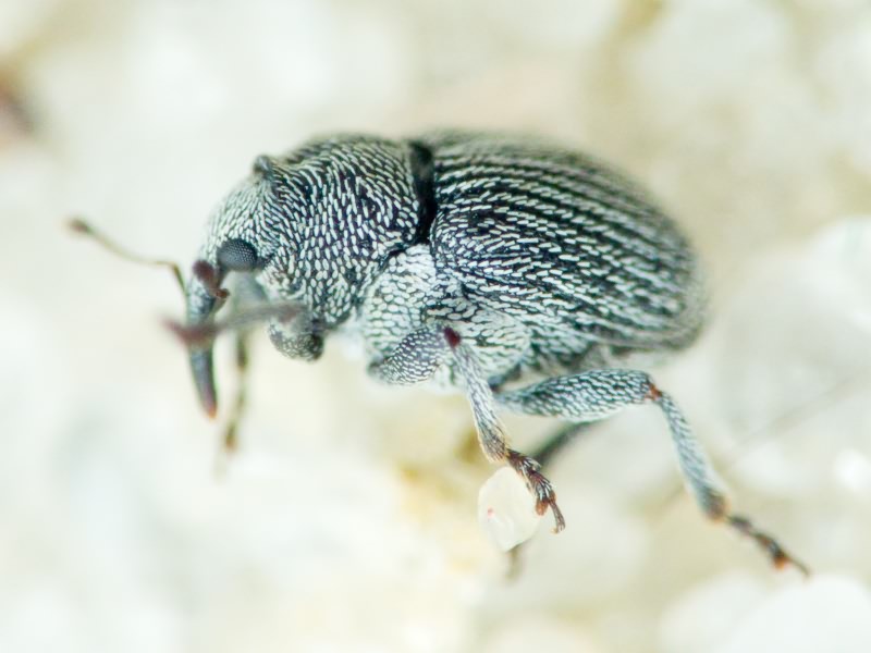 Ceutorhynchus Germar, 1824